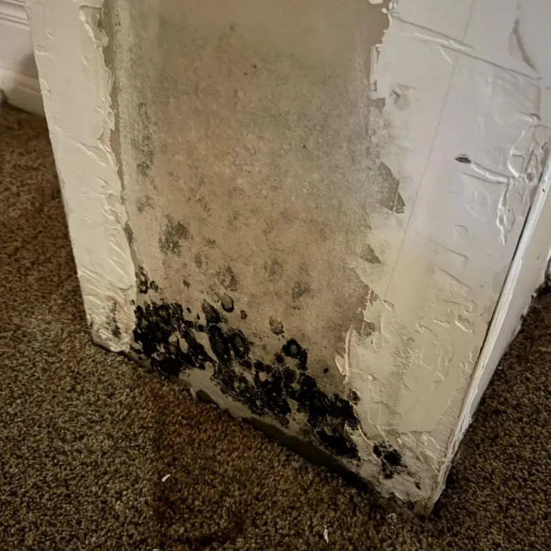 Professional Mold Removal in Johnson County, NE